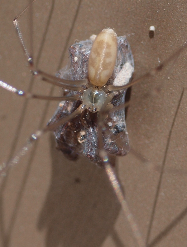 Pholcus phalangioides